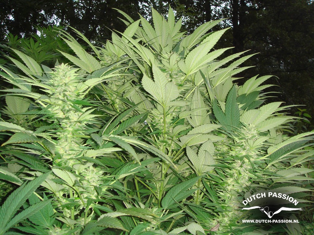 Marihuana Durban Poison