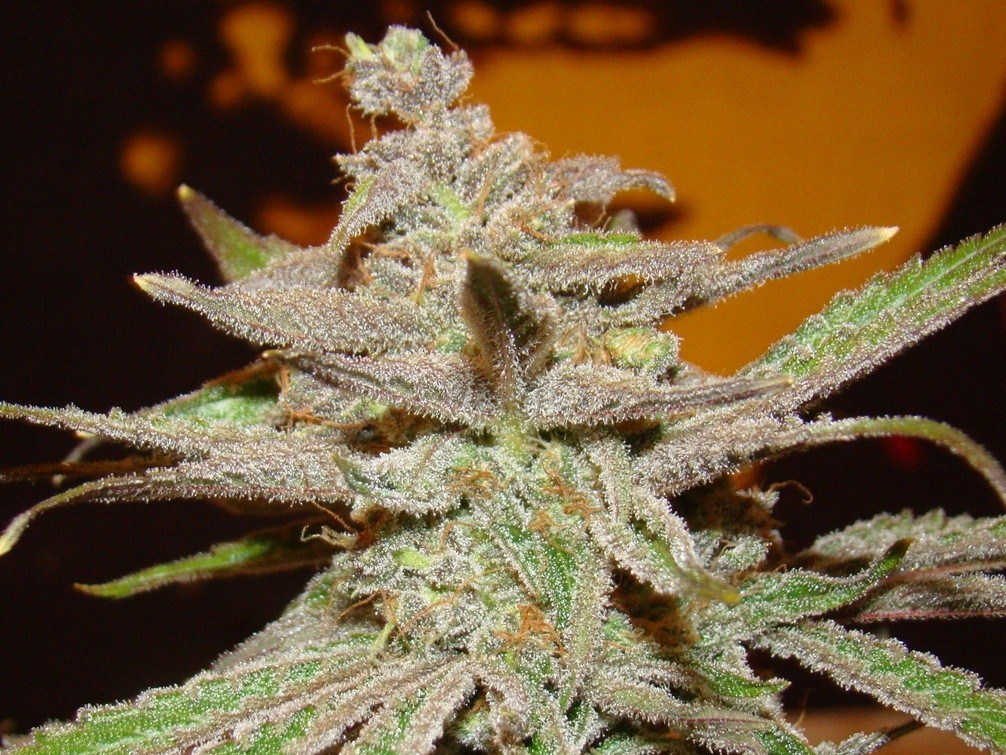 Marihuana Girl Scout Cookies