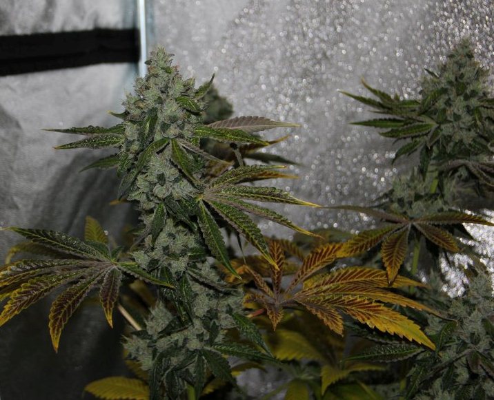 Marihuana Strawberry Sour Diesel de Devil's Harvest