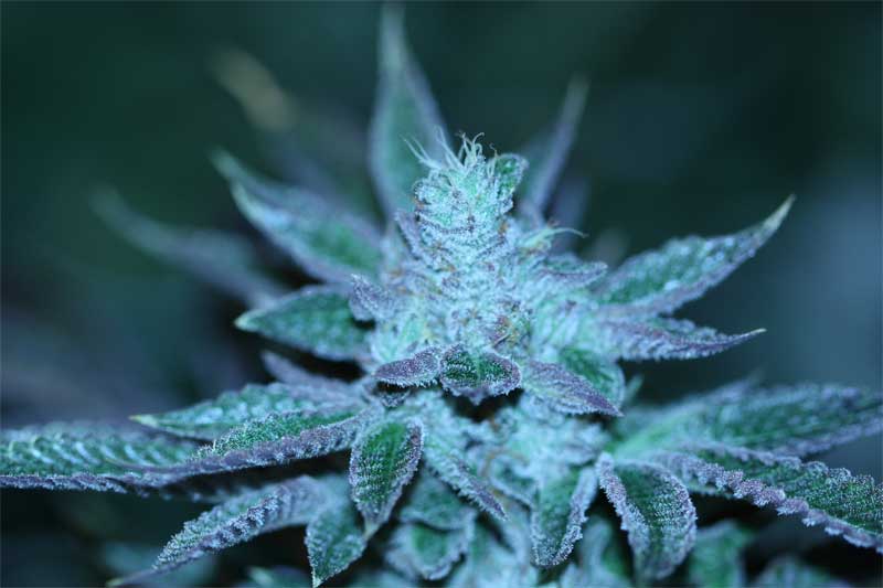 Marijuana Strawberry Sour Diesel