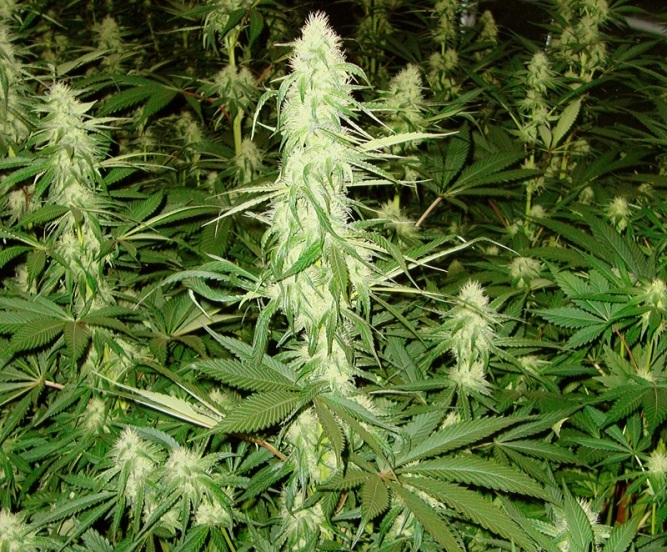 StarBerry marihuana