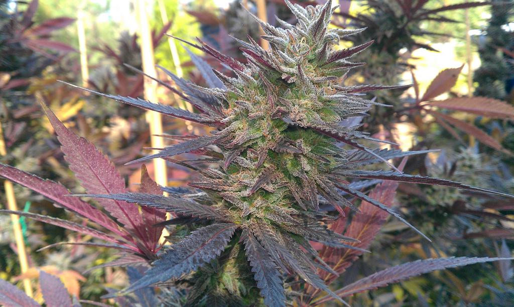 Marihuana Dj Short, cultivador Talktosamson de ICMAG
