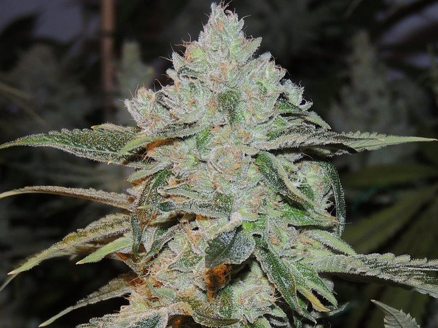 Marihuana Kush, foto de ICMAG Cultivador Respectgreen