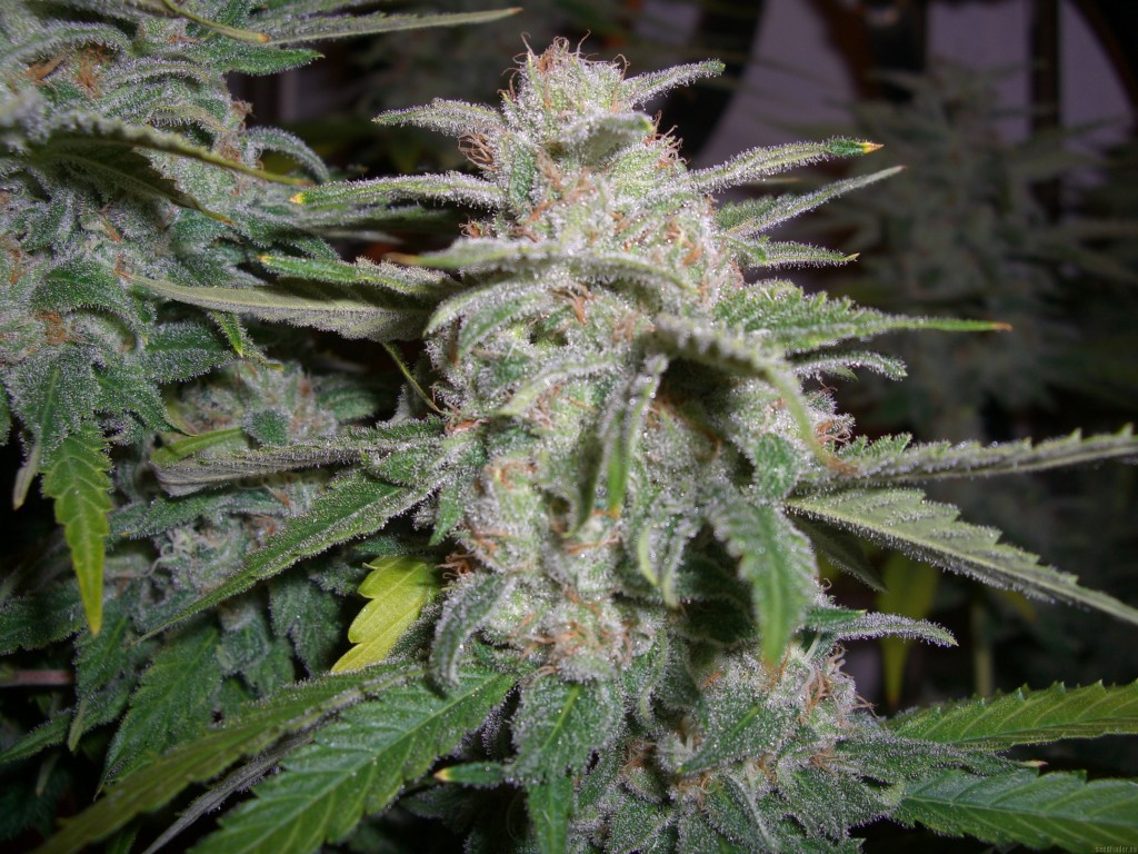 Og Kush, Raskals Og
