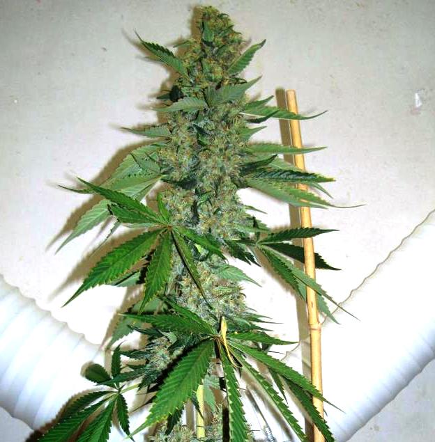 Starberry cultivada por