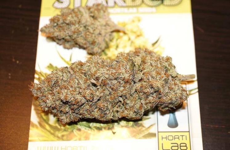 Marihuana Starbud curada de Hortilab