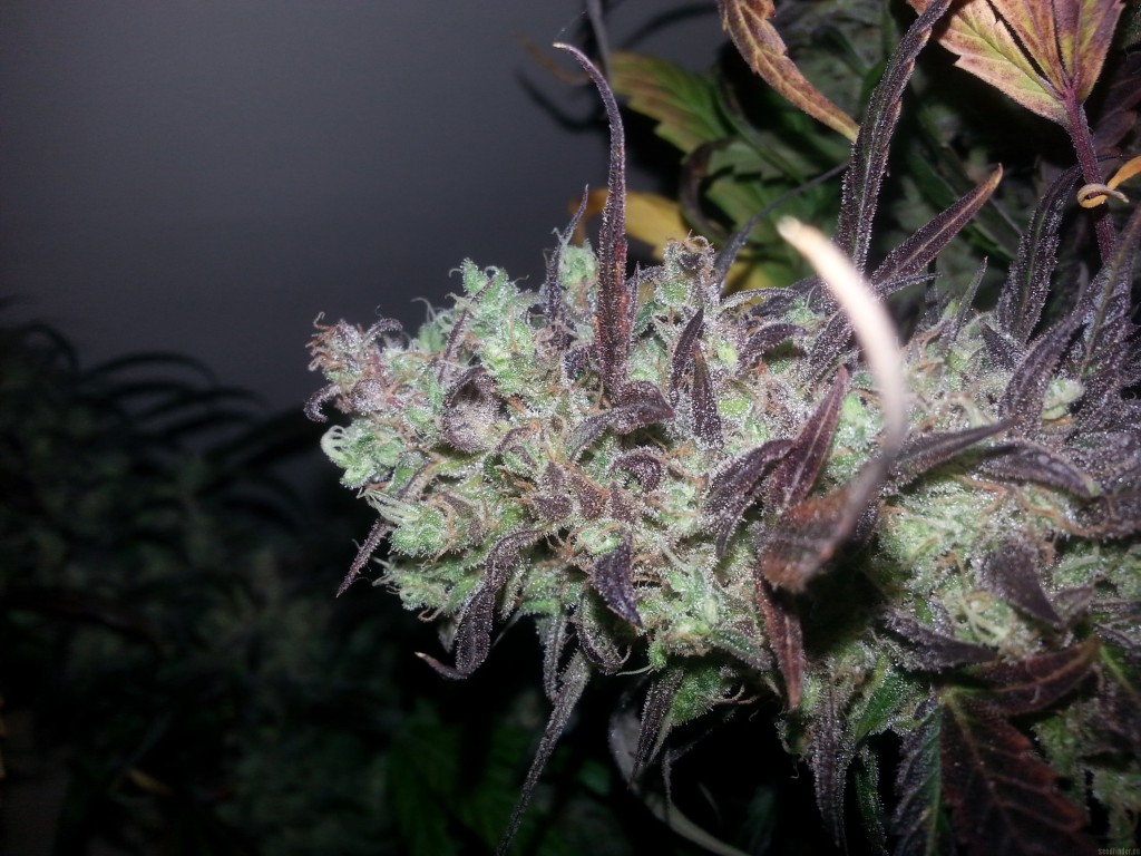 Strawberry Cough