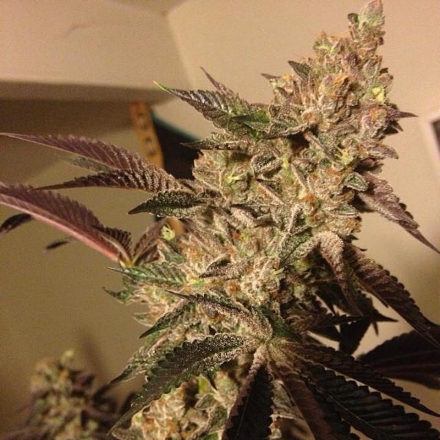Strawberry sour diesel