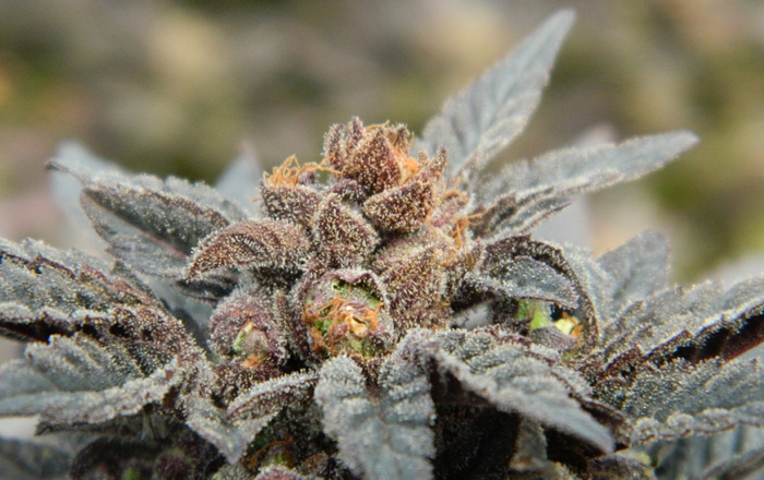 Apothecary Genetics - GRAPE APE™