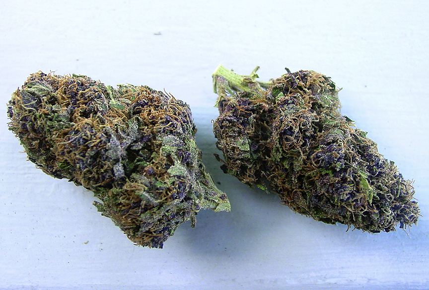 Cannabis Ultimate Purple (oto de Thomas Paine de ICMAG)