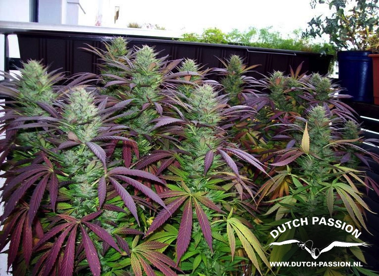 Marihuana White Widow de Dutch Passion