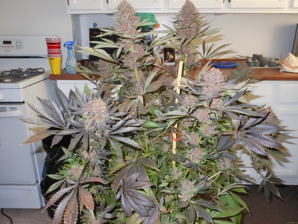 marihuana Grand Daddy Purps