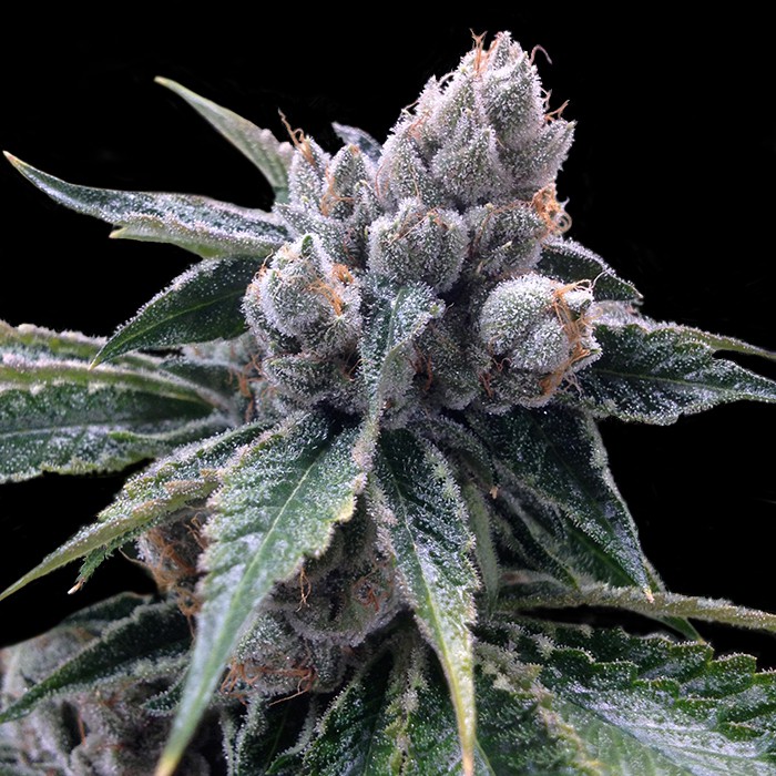 White Walker Kush de Grow Your Own