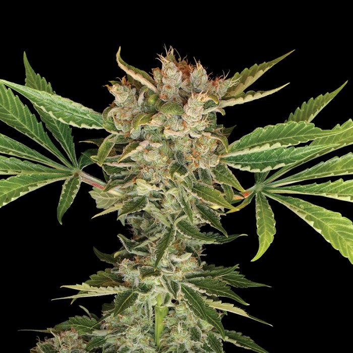 Martian Kush de GYO