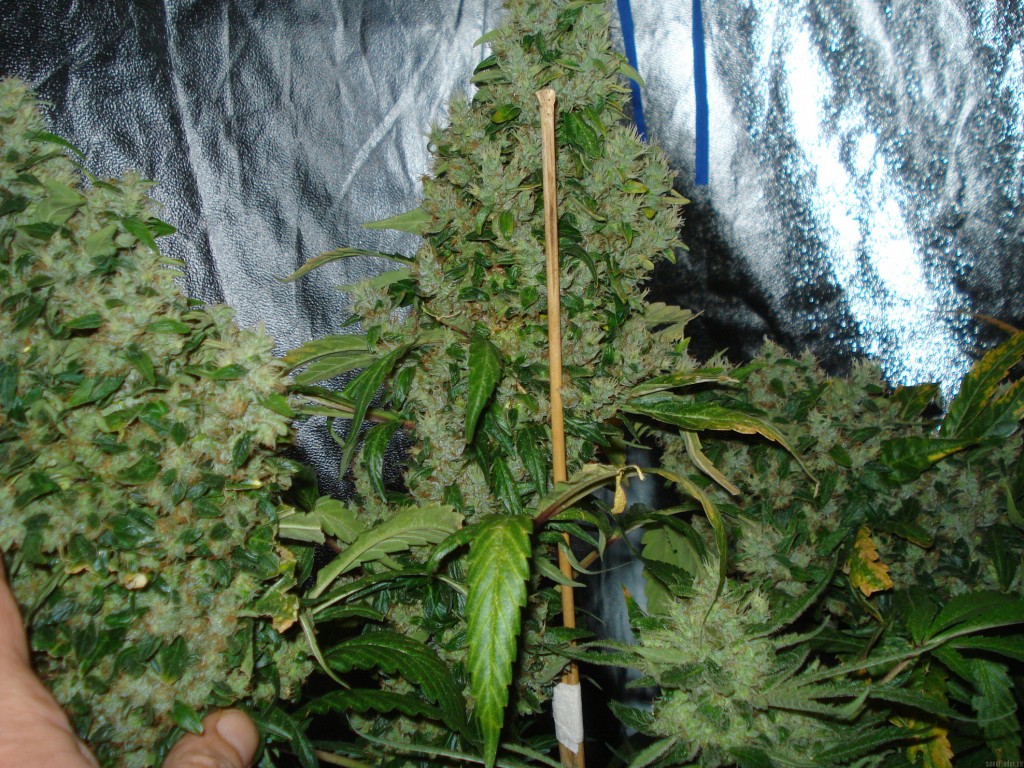 Marihuana Martian Mean Green