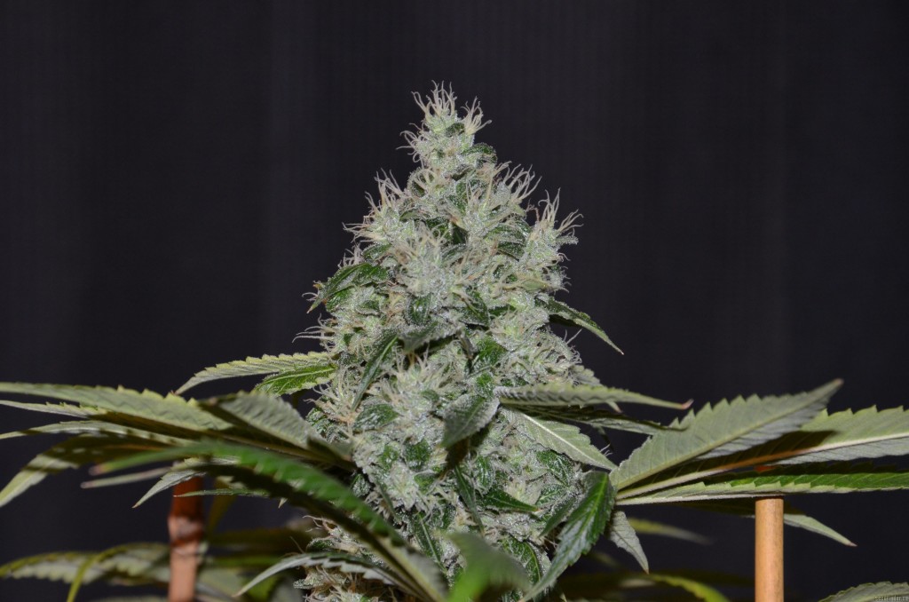 Marihuana Og Kush de Reserva Privada