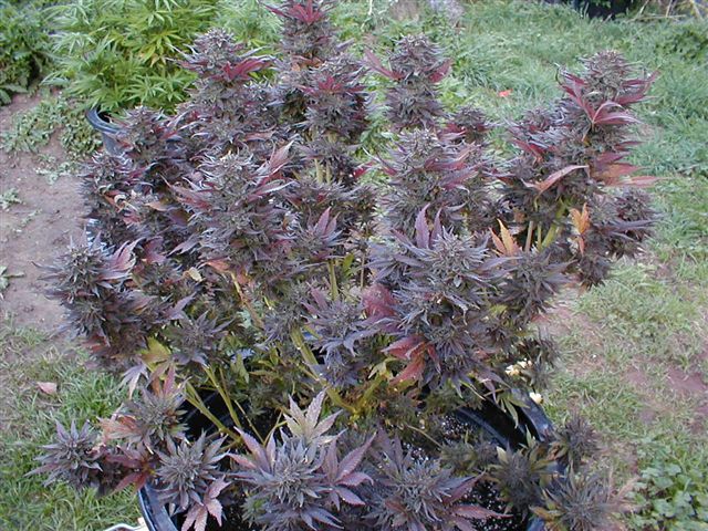 Marihuana Purple Kush