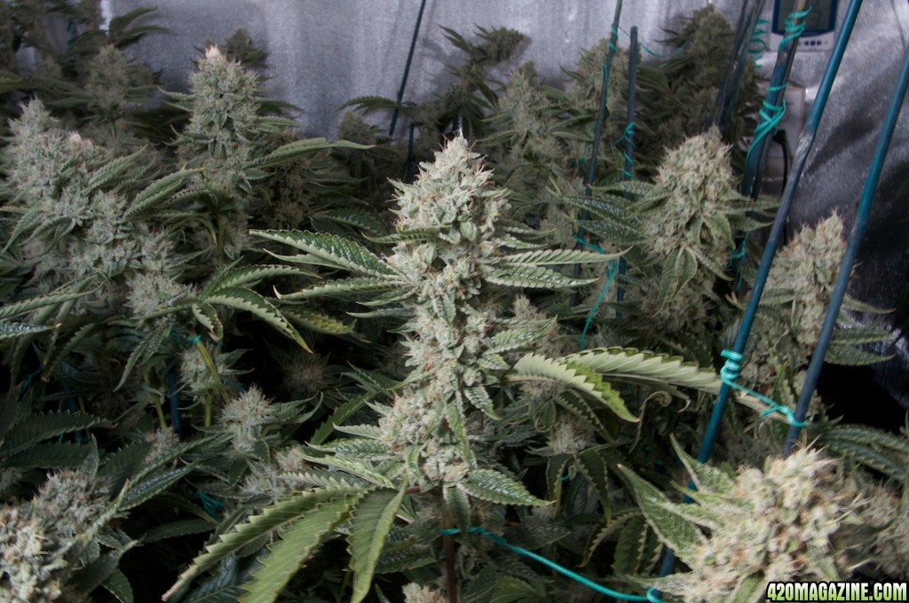 sky walker Kush foto de 420magazine