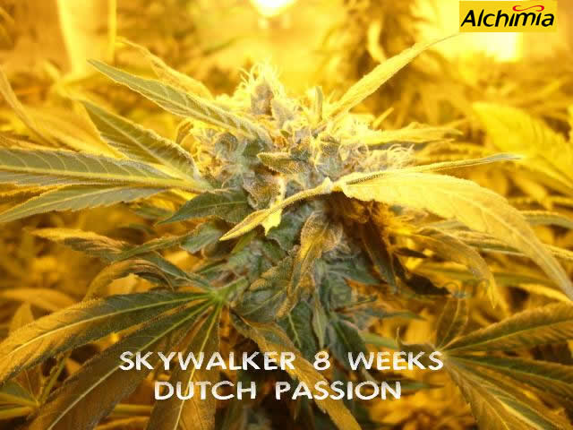 Marihuana Skywalker foto de Alchimiaweb.com