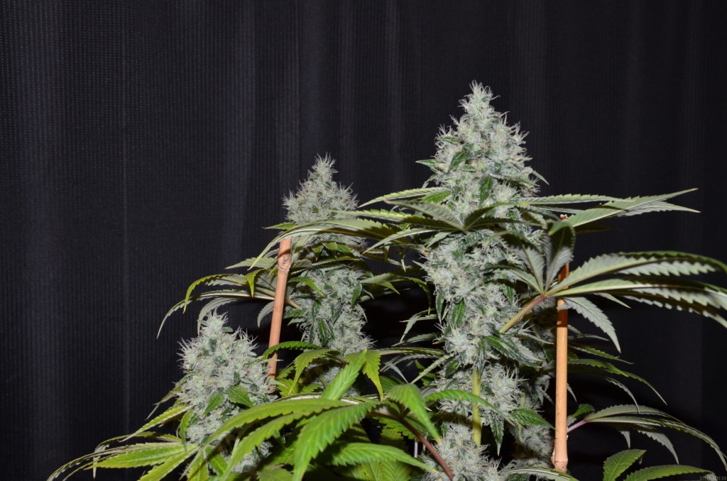 Marihuana Og #18 de Reserva Privada