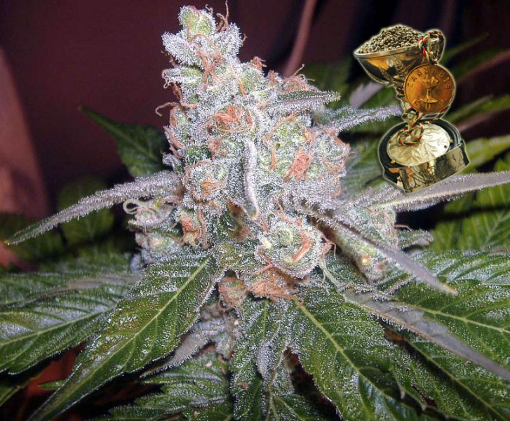 Cannabis The Purps