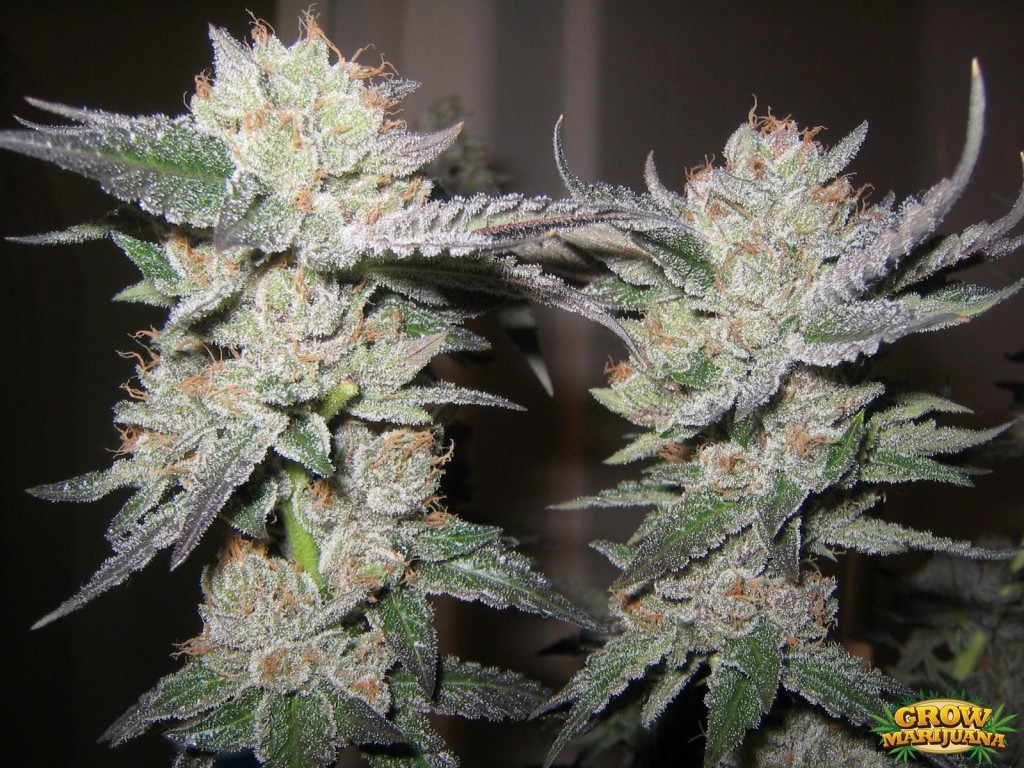 Marihuana Bubba Kush