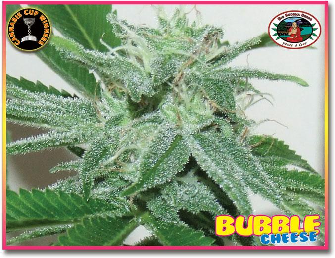 Bubble Cheese
