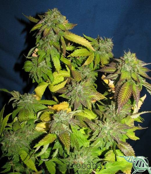 Bubba Kush Katsu Cut