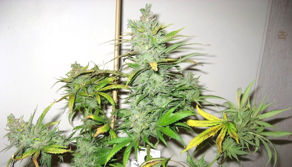 UK Cheese