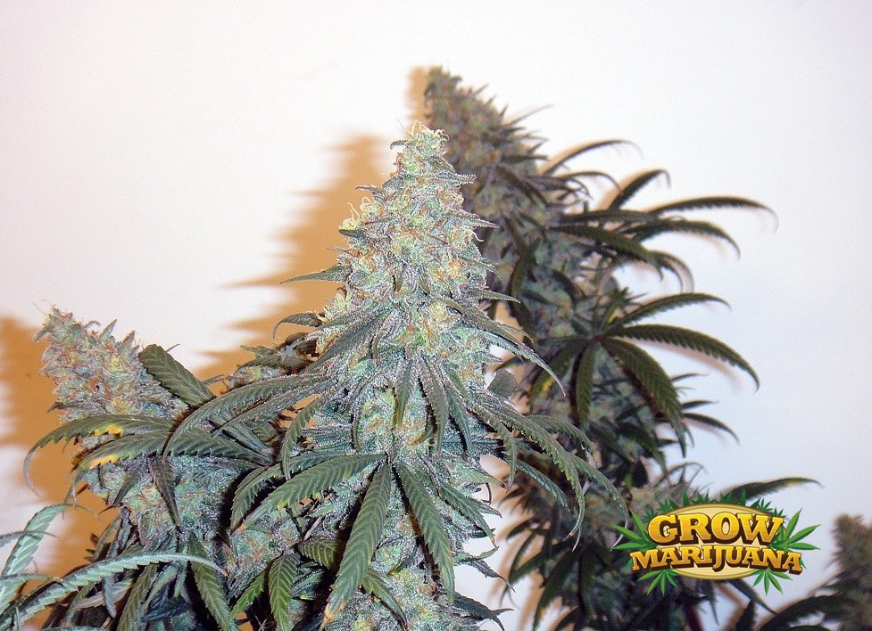 Critical 47, Foto de