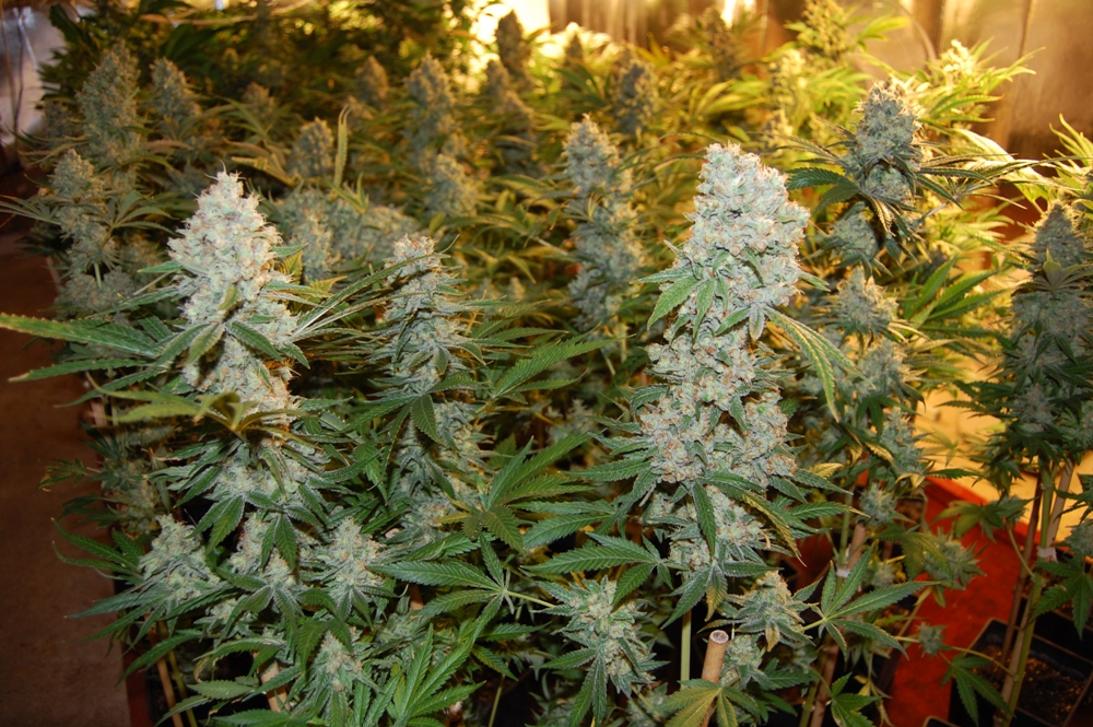 Critical 47 foto de 00 Grow