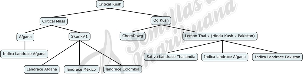 Mapa genetico de Critical Kush