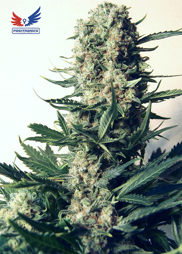 Marihuana Critical 47 de Positronics