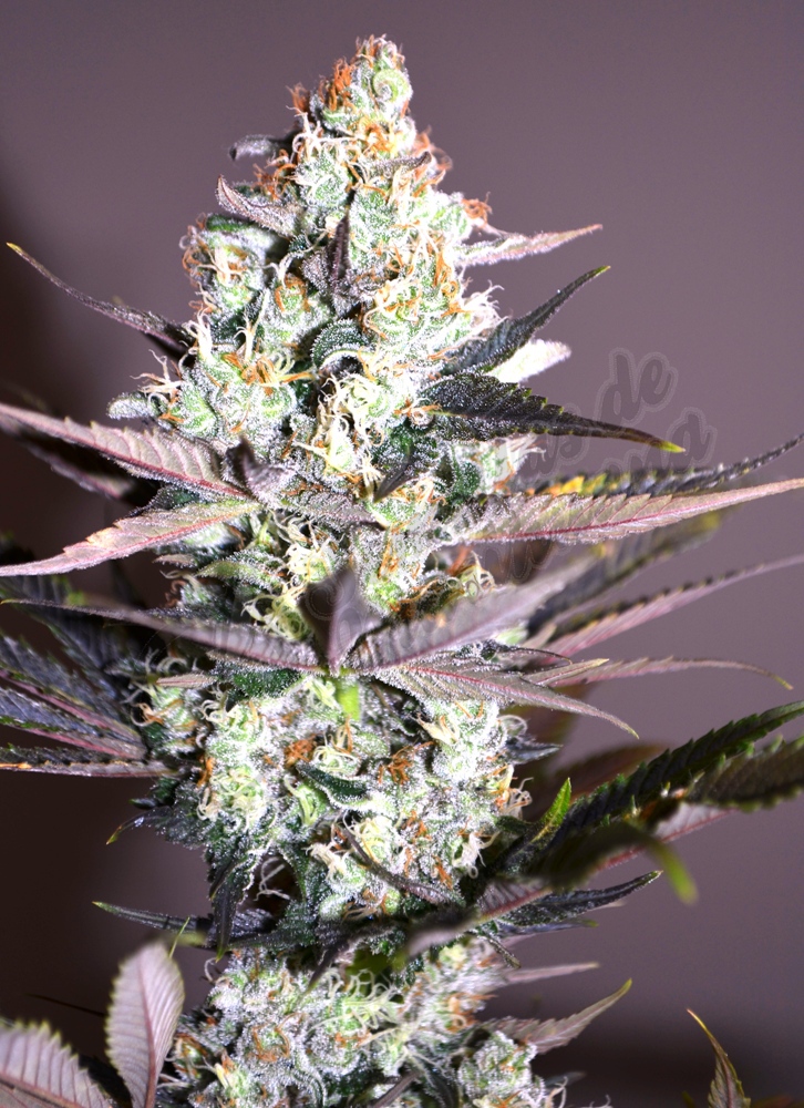 Cogollo de marihuana Critical Kush
