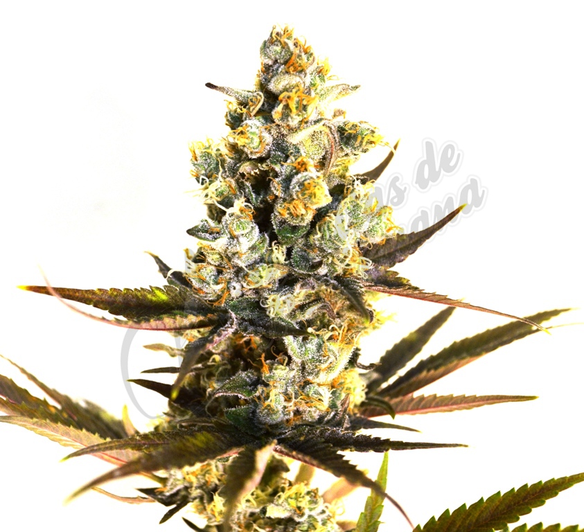 Critical Kush