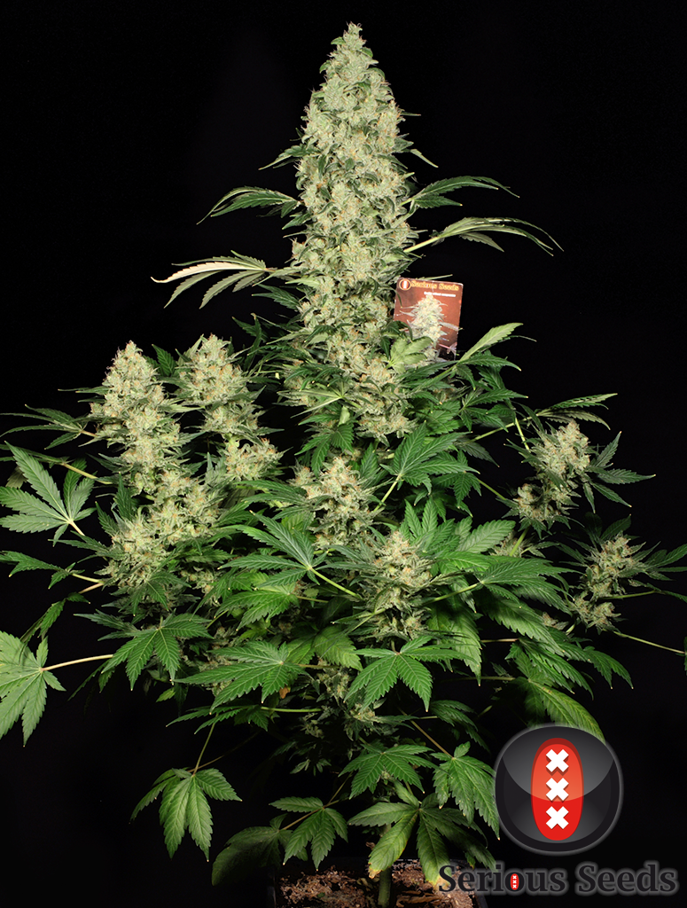 Marihuana Ak-47 de Serious Seeds