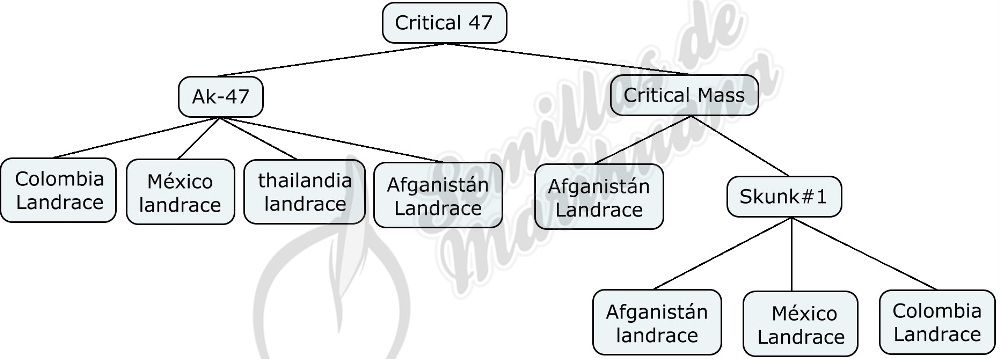 Mapa genético de Critical 47