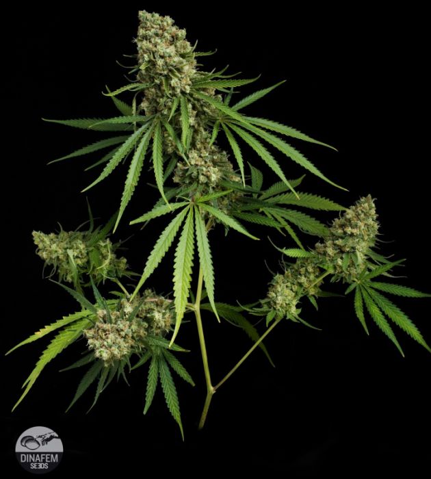 Marihuana Critical de Dinafem Seeds