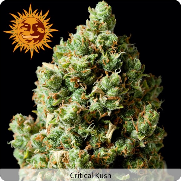 Barney's Farm Critical Kush