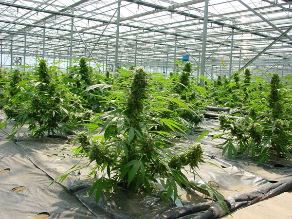 Marihuana Critical Mass de Mr. Nice Seeds