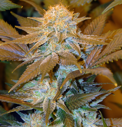 Critical Hog de TH Seeds