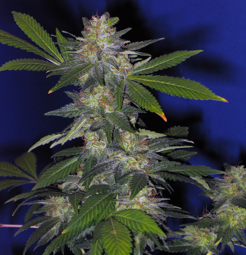 Marihuana The Hog de TH Seeds