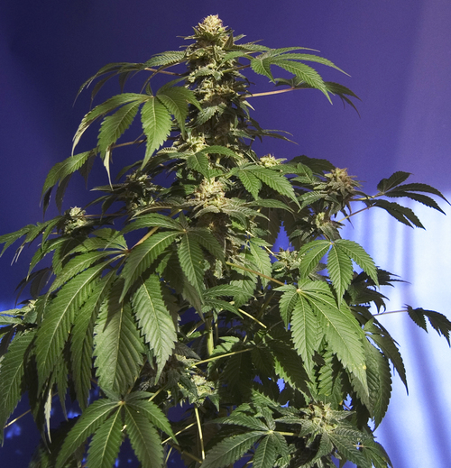 Planta de marihuana The Hog