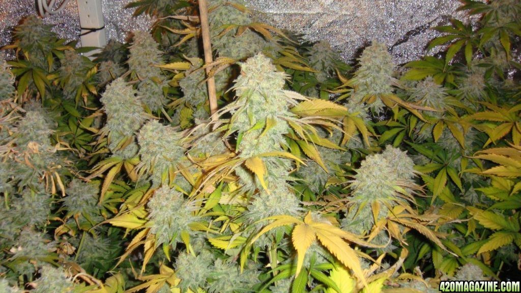 Og Kush 18, Foto: 420magazine, cultivador: JJ Bones