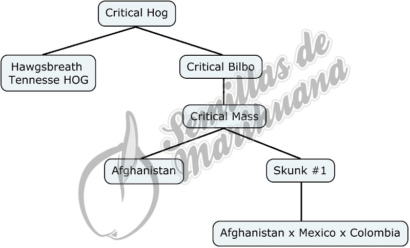 Critical Hog