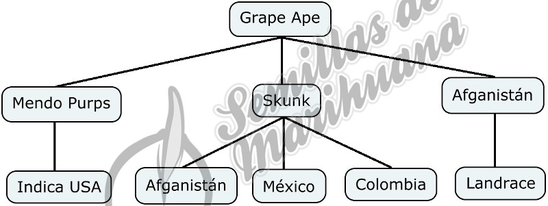 Mapa genético de Grape Ape