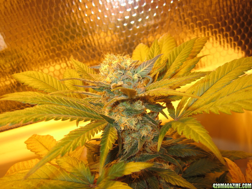 marihuana Critical Hog