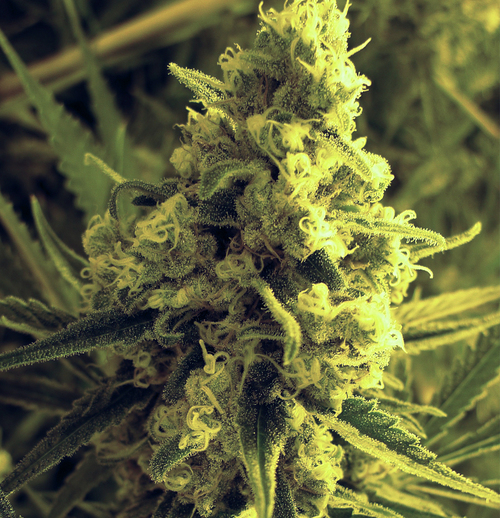 Marihuana Critical Hog de TH seeds