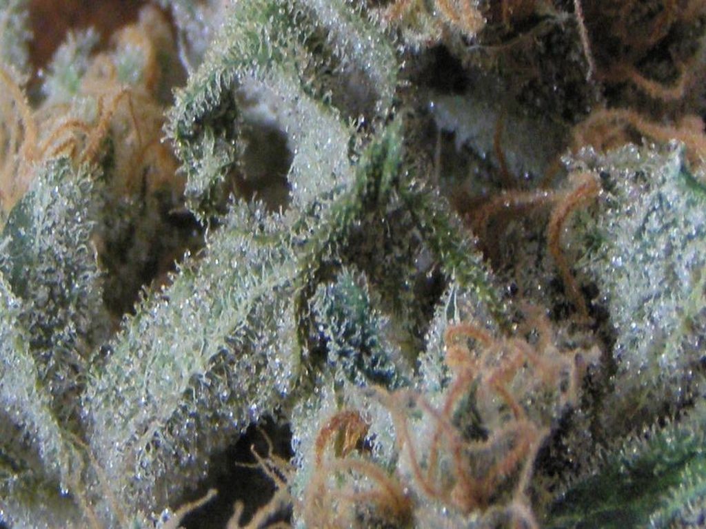 Tricomas de Critical B