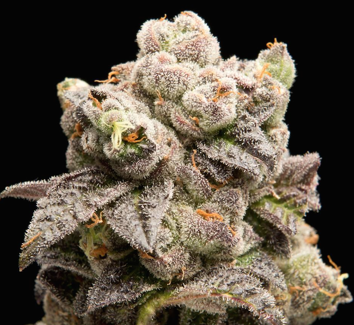 Cannabis Mendo Purps